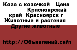 Коза с козочкой › Цена ­ 10 000 - Красноярский край, Красноярск г. Животные и растения » Другие животные   